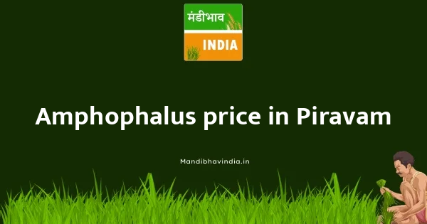 Amphophalus price