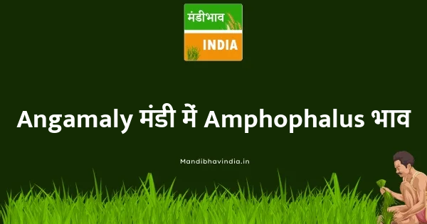 Amphophalus भाव