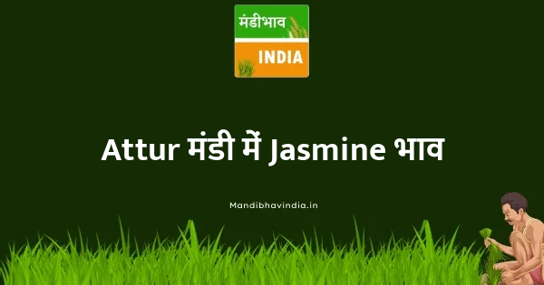 Jasmine भाव