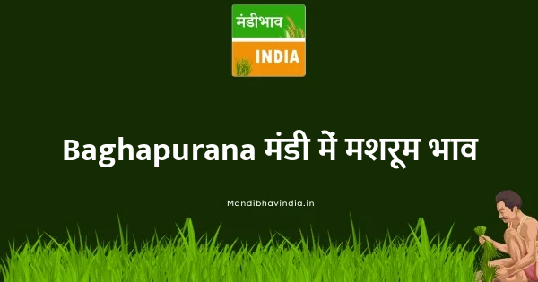 Mashroom भाव