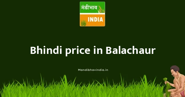 Bhindi price