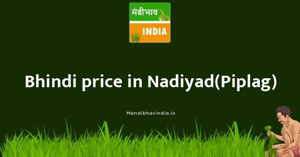 Bhindi price