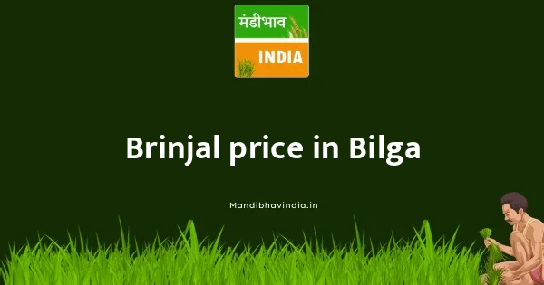 Brinjal price