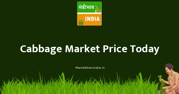 Cabbage price