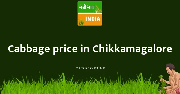 Cabbage price