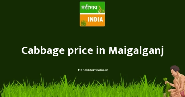 Cabbage price