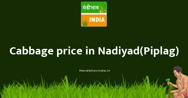 Cabbage price