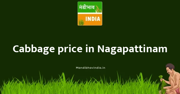 Cabbage price