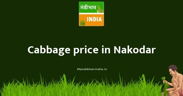 Cabbage price