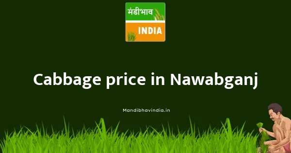 Cabbage price