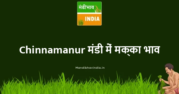 maize भाव