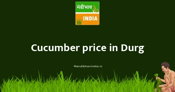 Cucumber price