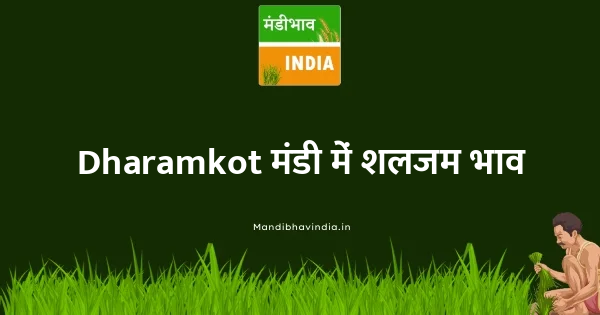Turnip भाव