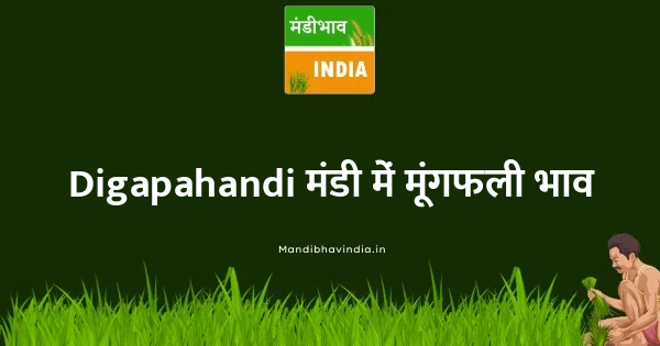 groundnut भाव