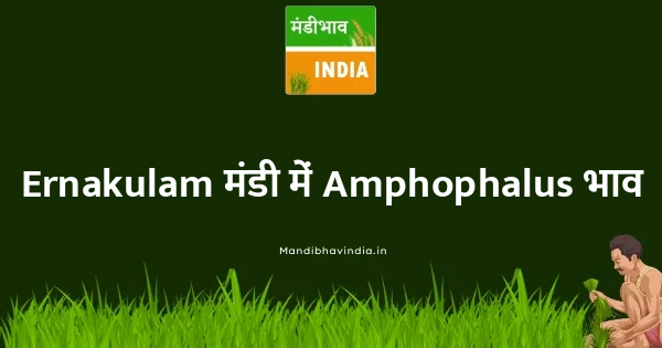 Amphophalus भाव