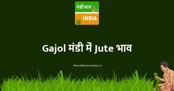 Jute भाव