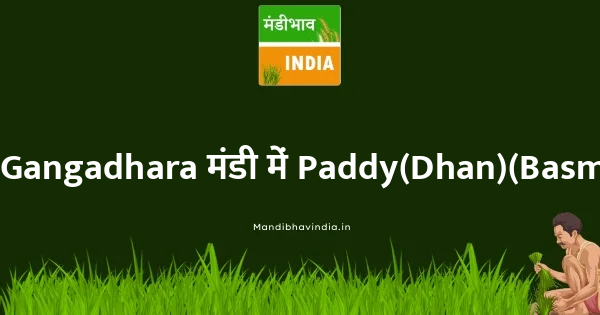 Paddy(Dhan)(Basmati) भाव