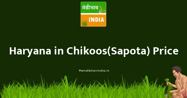 Chikoos(Sapota) भाव