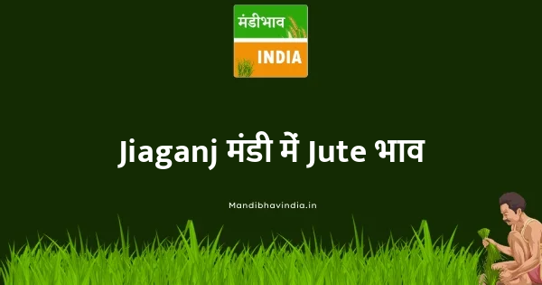 Jute भाव