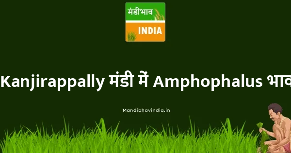 Amphophalus भाव