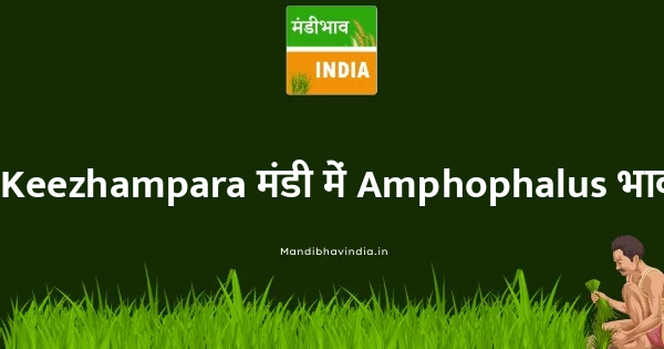 Amphophalus भाव