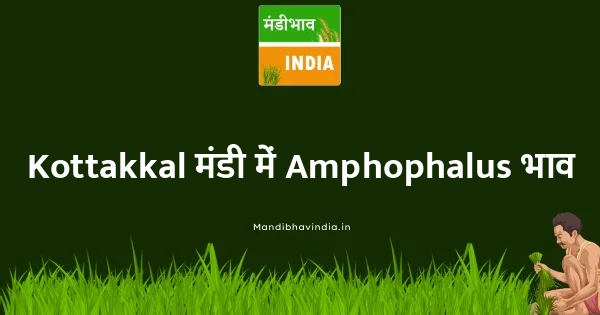 Amphophalus भाव