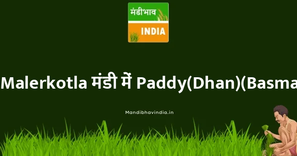 Paddy(Dhan)(Basmati) भाव