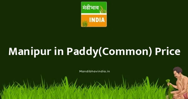 Paddy(Common) भाव