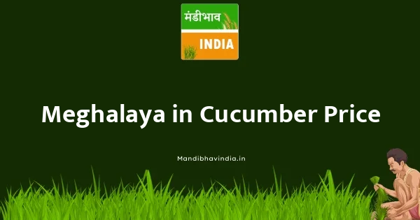Cucumber भाव
