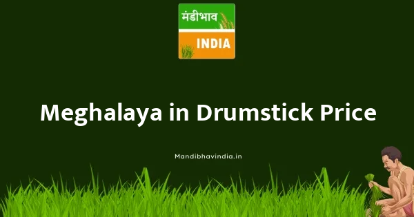 Drumstick भाव