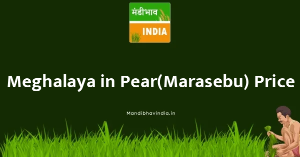 Pear(Marasebu) भाव