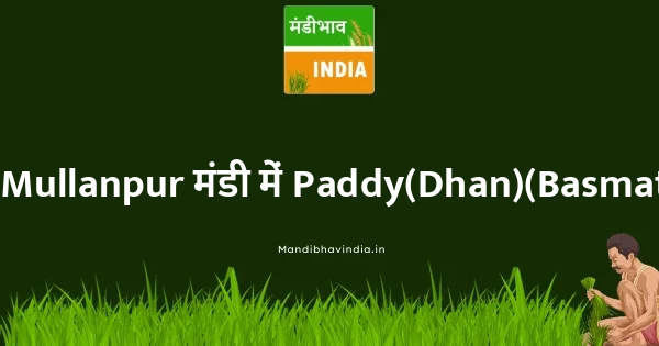 Paddy(Dhan)(Basmati) भाव