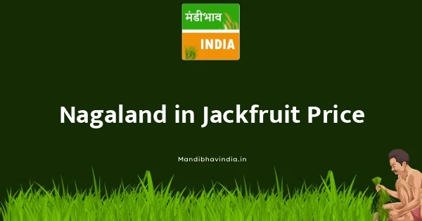 Jackfruit भाव