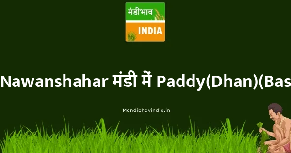 Paddy(Dhan)(Basmati) भाव