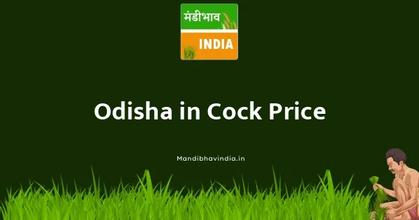 Cock भाव