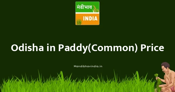 Paddy(Common) भाव