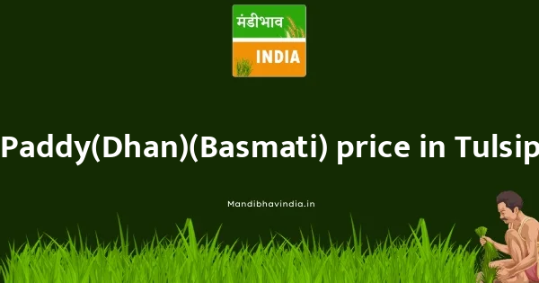 Paddy(Dhan)(Basmati) price