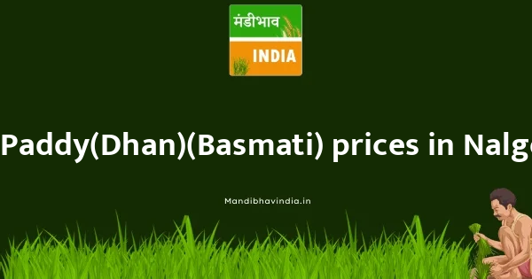 Paddy(Dhan)(Basmati) price