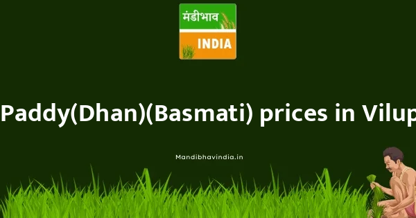 Paddy(Dhan)(Basmati) price