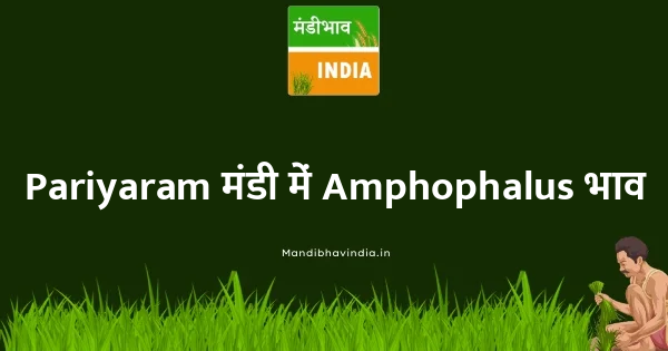 Amphophalus भाव