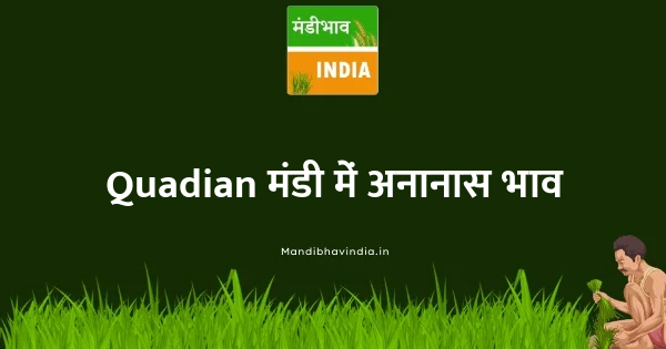Pineapple भाव