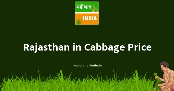 Cabbage भाव