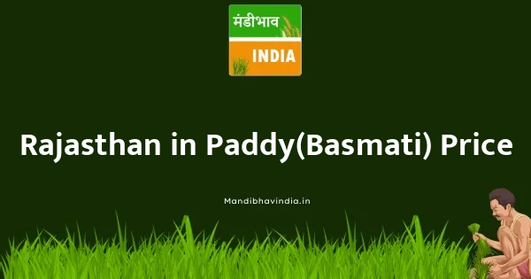 Paddy(Basmati) भाव