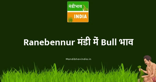 Bull भाव