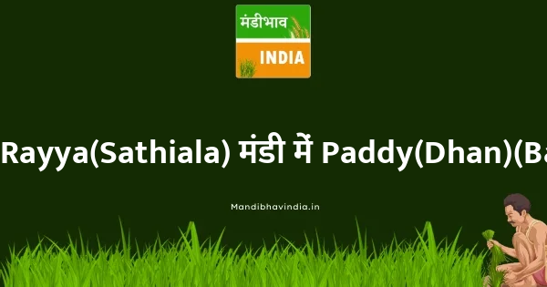 Paddy(Dhan)(Basmati) भाव