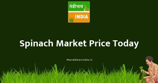 Spinach price