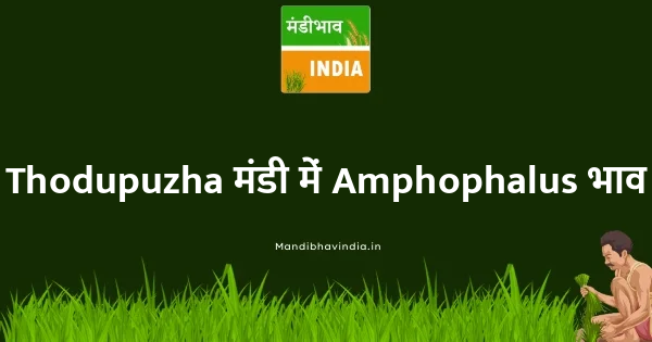 Amphophalus भाव