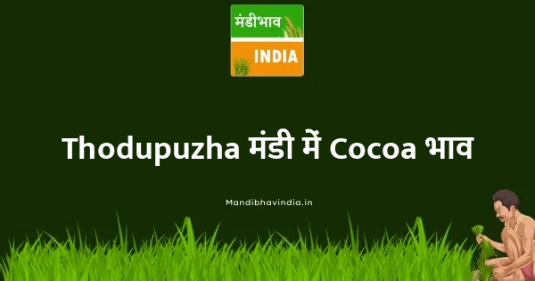 Cocoa भाव