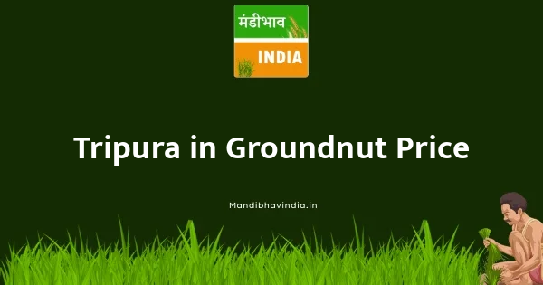 Groundnut भाव