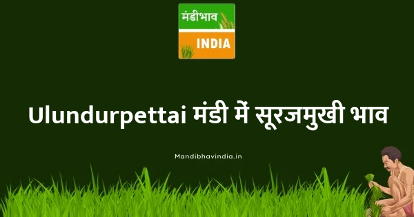 Sunflower भाव